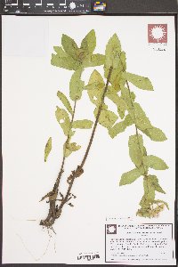 Pluchea baccharis image