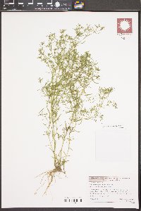 Polypremum procumbens image