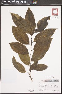 Oxydendrum arboreum image