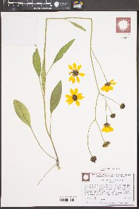 Coreopsis gladiata image