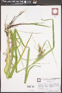 Carex gigantea image