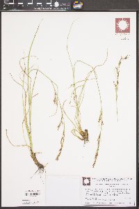 Rhynchospora inexpansa image