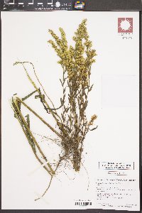 Solidago leavenworthii image