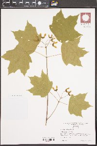 Acer leucoderme image