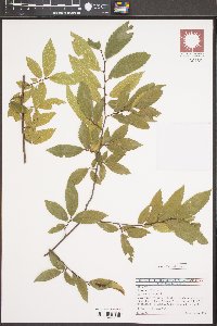 Ulmus alata image