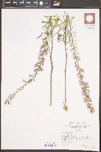 Liatris gracilis image