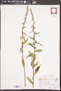 Campanulastrum americanum image