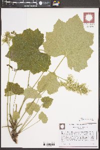 Heuchera villosa image