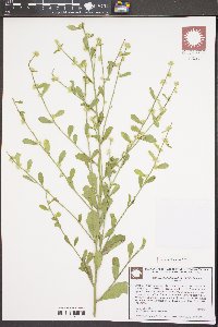 Baccharis glomeruliflora image