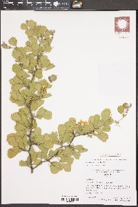 Crataegus lassa image