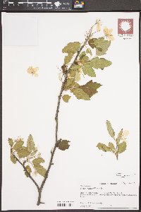 Malus ioënsis image