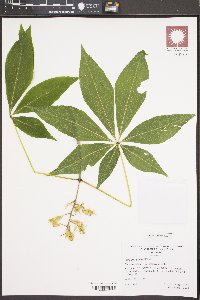 Aesculus glabra image