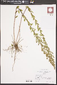 Lechea mucronata image