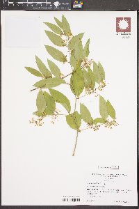 Smilax smallii image