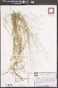 Muhlenbergia capillaris image