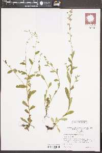 Myosotis macrosperma image