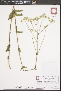 Eupatorium pilosum image