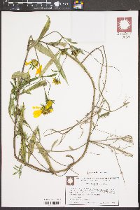 Bidens laevis image