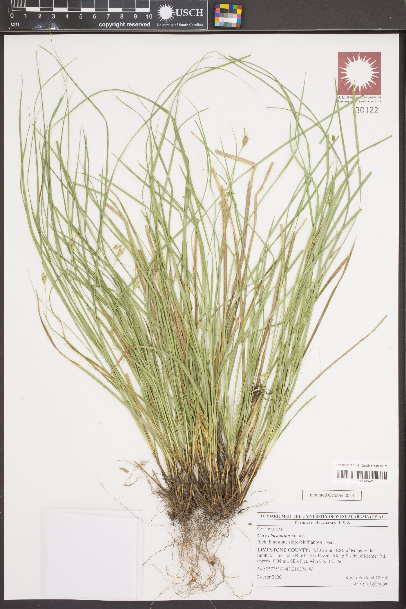 Carex basiantha image