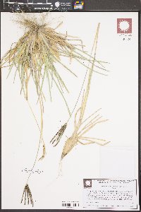 Eustachys petraea image