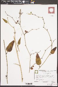 Smilax walteri image