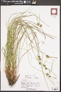 Carex elliottii image