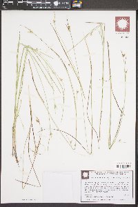 Scleria ciliata var. glabra image