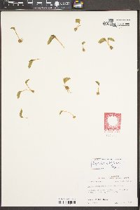 Ophioglossum crotalophoroides image