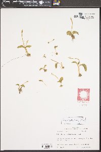 Ophioglossum crotalophoroides image