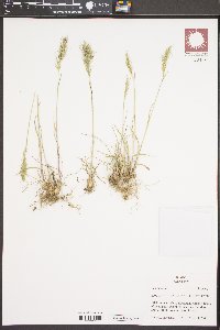 Poa bulbosa image