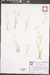 Sisyrinchium rosulatum image