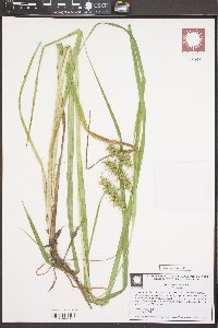 Carex gigantea image