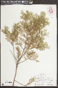Chamaecyparis thyoides image