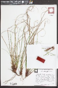 Carex nigromarginata image