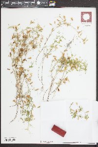 Vicia tetrasperma image