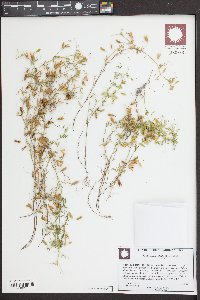 Vicia tetrasperma image