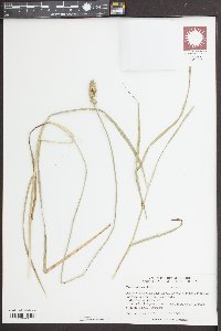 Carex otrubae image