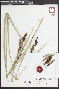 Carex riparia image