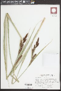 Carex riparia image