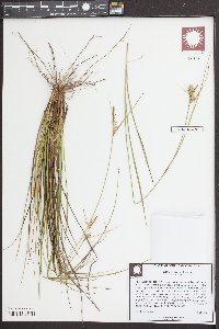 Carex tenax image