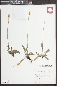Leontodon incanus image