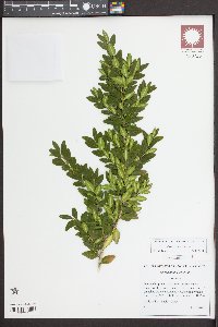 Buxus sempervirens image