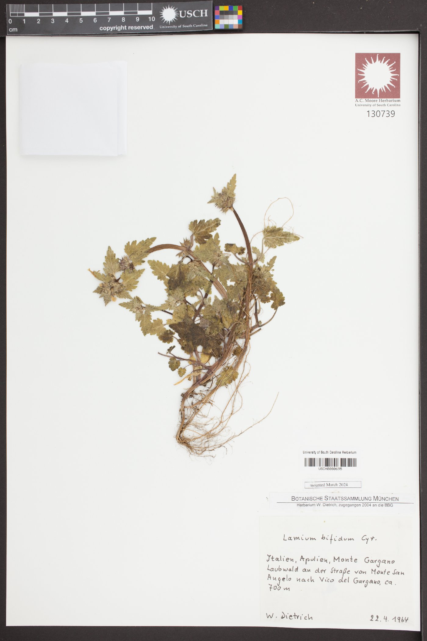 Lamium bifidum image