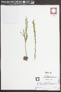 Liatris secunda image