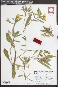 Ludwigia grandiflora image