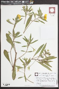 Ludwigia grandiflora image