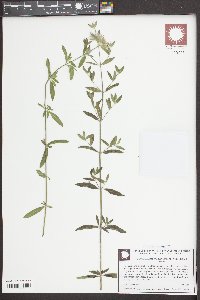 Pycnanthemum flexuosum image