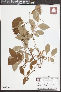 Vaccinium formosum image