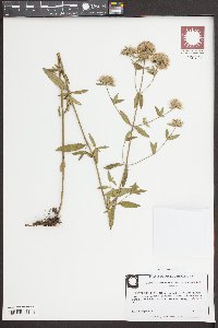 Pycnanthemum flexuosum image