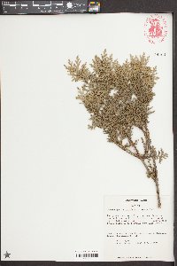 Chamaecyparis pisifera image